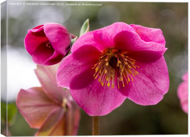 Pink Hellebore; Lenten Rose Canvas Print by Elizabeth Debenham