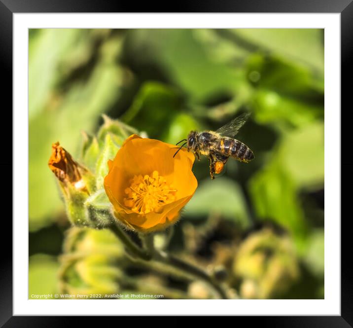 Yellow Hairy Indian Mallow Blooming Flying Bee Macro Framed Mounted Print by William Perry