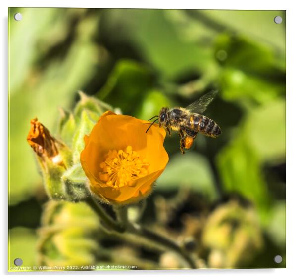 Yellow Hairy Indian Mallow Blooming Flying Bee Macro Acrylic by William Perry
