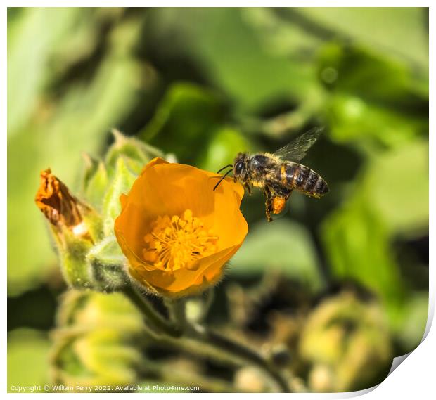 Yellow Hairy Indian Mallow Blooming Flying Bee Macro Print by William Perry