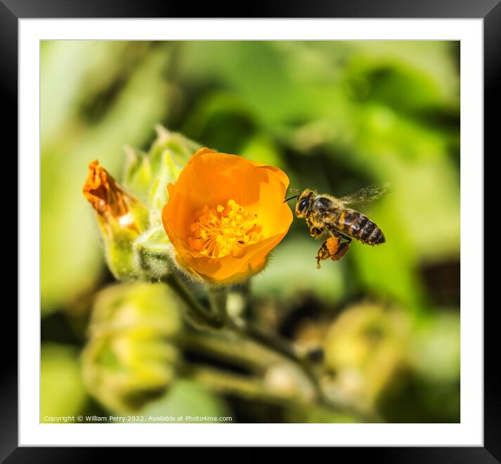 Flying Bee Yellow Hairy Indian Mallow Blooming Flying Bee Macro Framed Mounted Print by William Perry