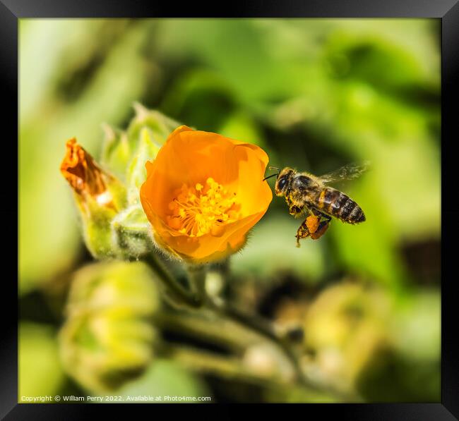 Flying Bee Yellow Hairy Indian Mallow Blooming Flying Bee Macro Framed Print by William Perry