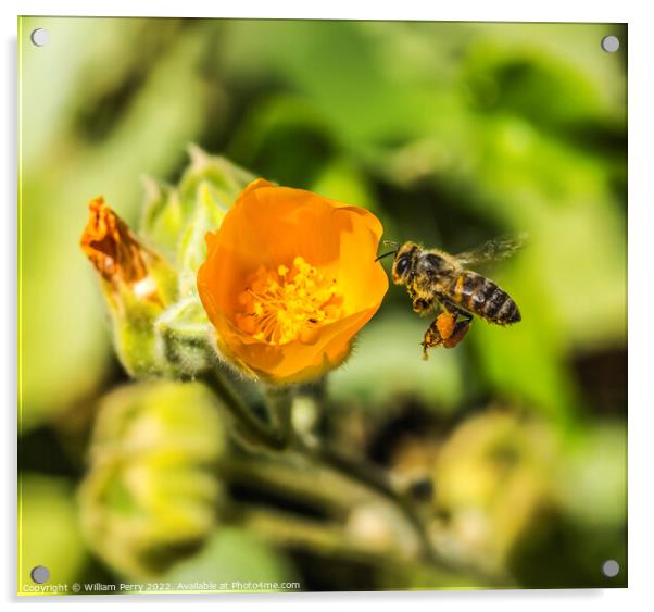 Flying Bee Yellow Hairy Indian Mallow Blooming Flying Bee Macro Acrylic by William Perry