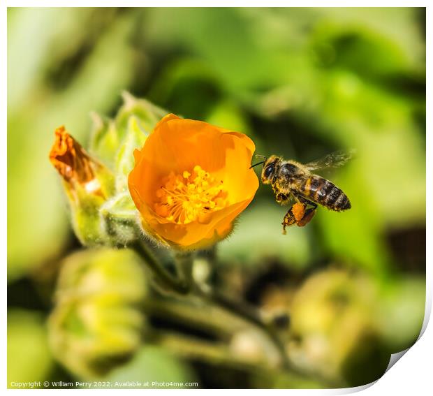 Flying Bee Yellow Hairy Indian Mallow Blooming Flying Bee Macro Print by William Perry