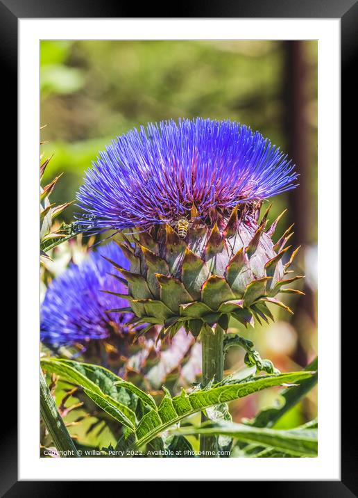 Blue Cardoon Thistle Blooming Bee Macro Framed Mounted Print by William Perry