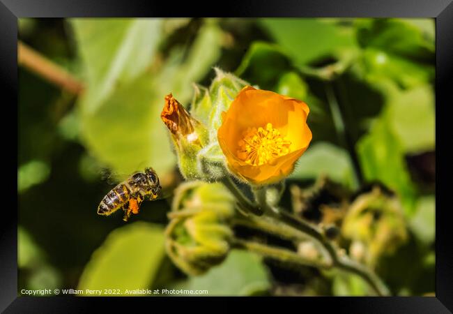 Yellow Hairy Indian Mallow Blooming Flying Bee Macro Framed Print by William Perry