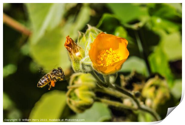 Yellow Hairy Indian Mallow Blooming Flying Bee Macro Print by William Perry