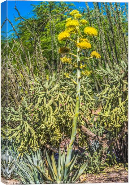 Yellow Flowering Tall Century Plant Blooming  Canvas Print by William Perry