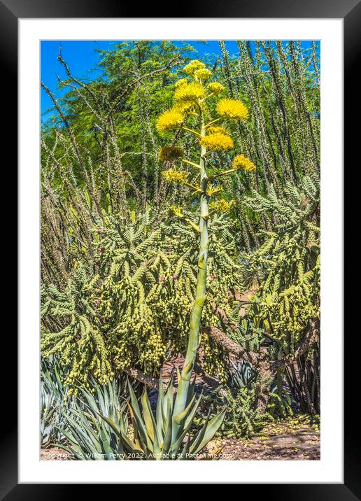 Yellow Flowering Tall Century Plant Blooming  Framed Mounted Print by William Perry