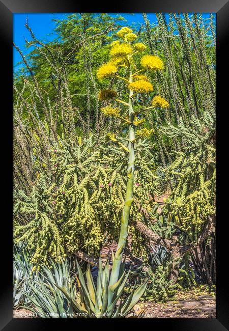Yellow Flowering Tall Century Plant Blooming  Framed Print by William Perry