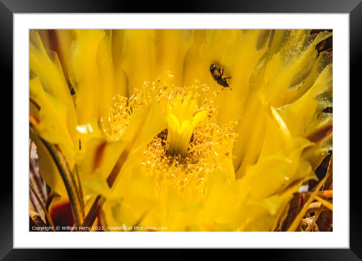 Yellow Blossom Compass Barrel Cactus Blooming Macro Framed Mounted Print by William Perry