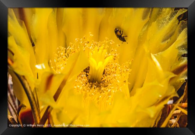 Yellow Blossom Compass Barrel Cactus Blooming Macro Framed Print by William Perry