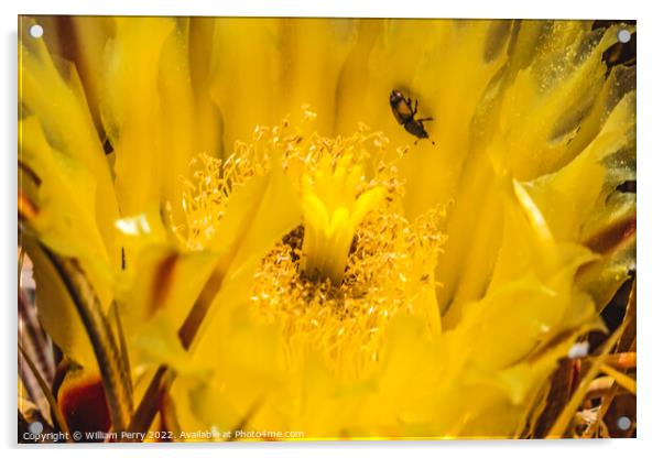 Yellow Blossom Compass Barrel Cactus Blooming Macro Acrylic by William Perry