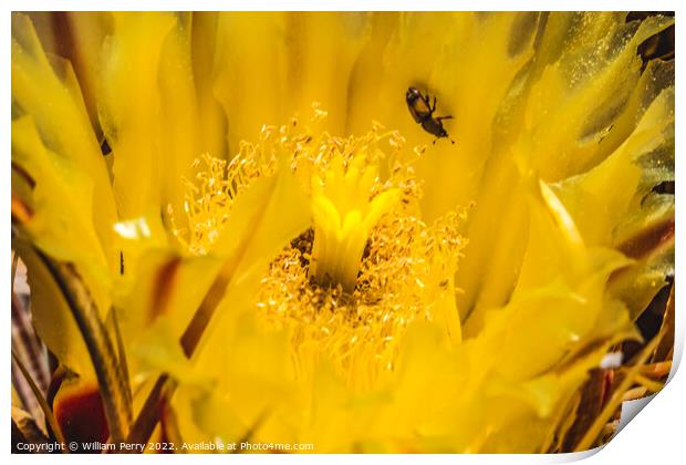 Yellow Blossom Compass Barrel Cactus Blooming Macro Print by William Perry