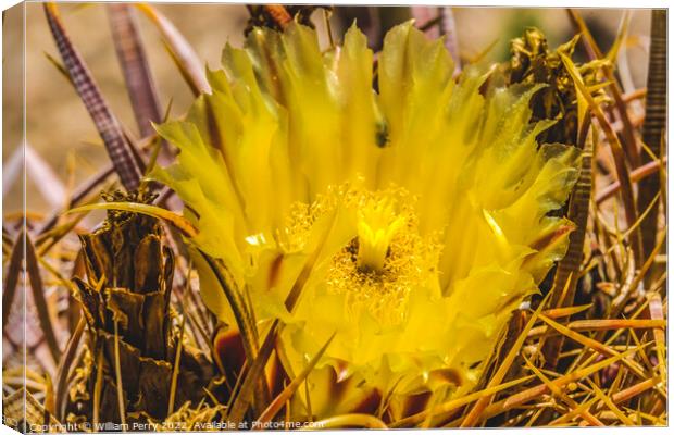 Yellow Blossom Close Compass Barrel Cactus Blooming Macro Canvas Print by William Perry