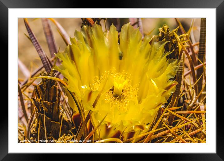 Yellow Blossom Close Compass Barrel Cactus Blooming Macro Framed Mounted Print by William Perry