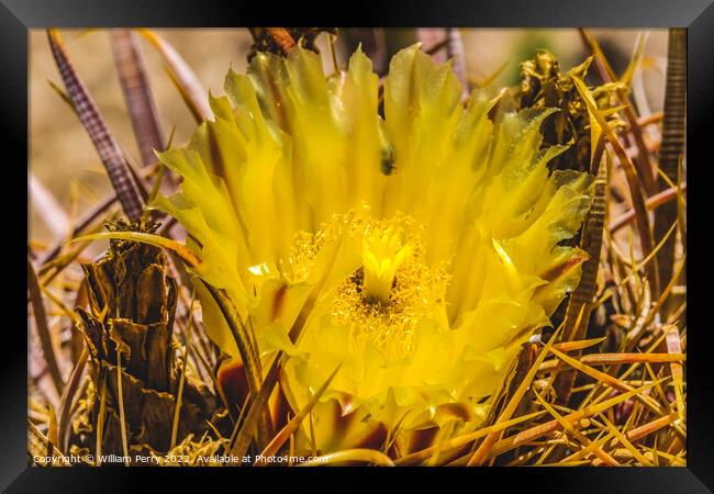 Yellow Blossom Close Compass Barrel Cactus Blooming Macro Framed Print by William Perry