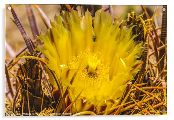 Yellow Blossom Close Compass Barrel Cactus Blooming Macro Acrylic by William Perry