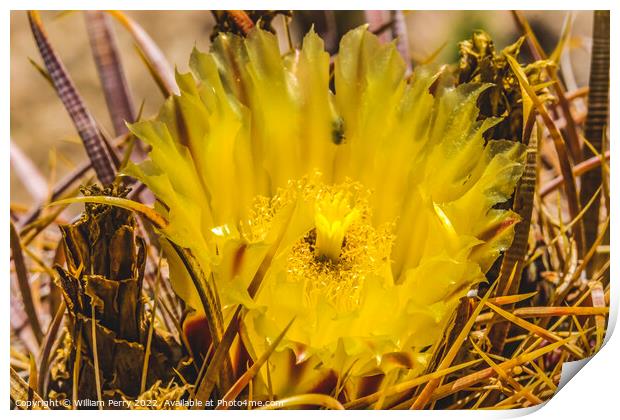 Yellow Blossom Close Compass Barrel Cactus Blooming Macro Print by William Perry