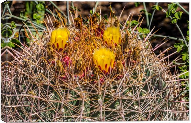 Yellow Blossoms Compass Barrel Cactus Blooming Macro Canvas Print by William Perry