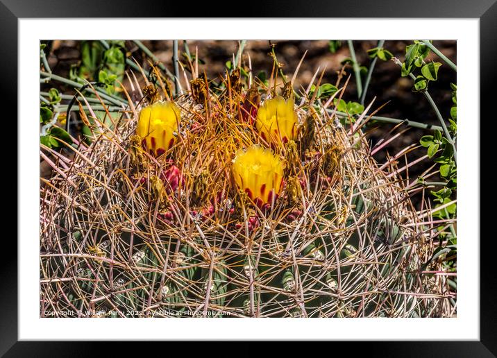 Yellow Blossoms Compass Barrel Cactus Blooming Macro Framed Mounted Print by William Perry