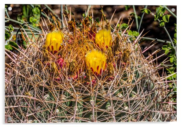 Yellow Blossoms Compass Barrel Cactus Blooming Macro Acrylic by William Perry