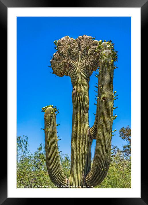 Crested Sajuaro Cactus Blooming  Framed Mounted Print by William Perry