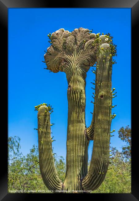 Crested Sajuaro Cactus Blooming  Framed Print by William Perry