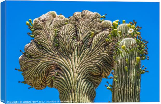 Crested Sajuaro Cactus Blooming  Canvas Print by William Perry