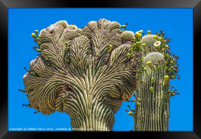 Crested Sajuaro Cactus Blooming  Framed Print by William Perry
