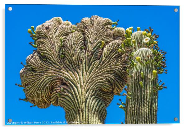 Crested Sajuaro Cactus Blooming  Acrylic by William Perry
