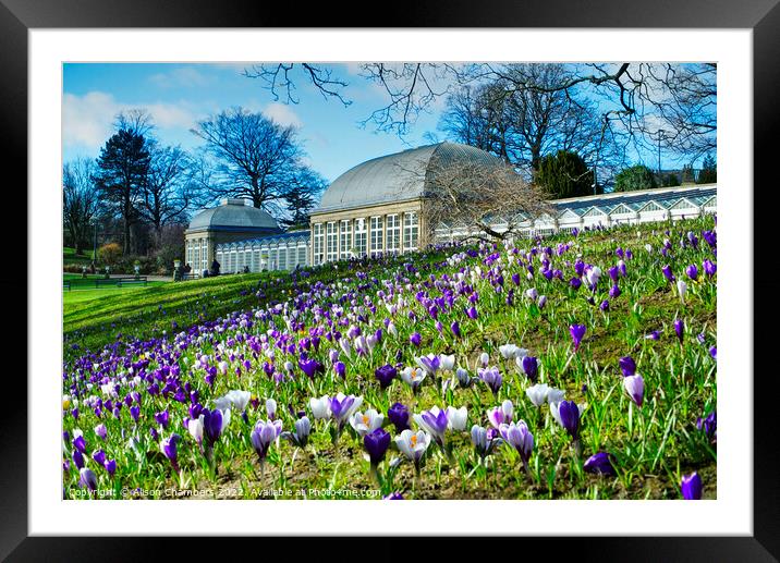 Sheffield Botanical Gardens Crocuses Framed Mounted Print by Alison Chambers