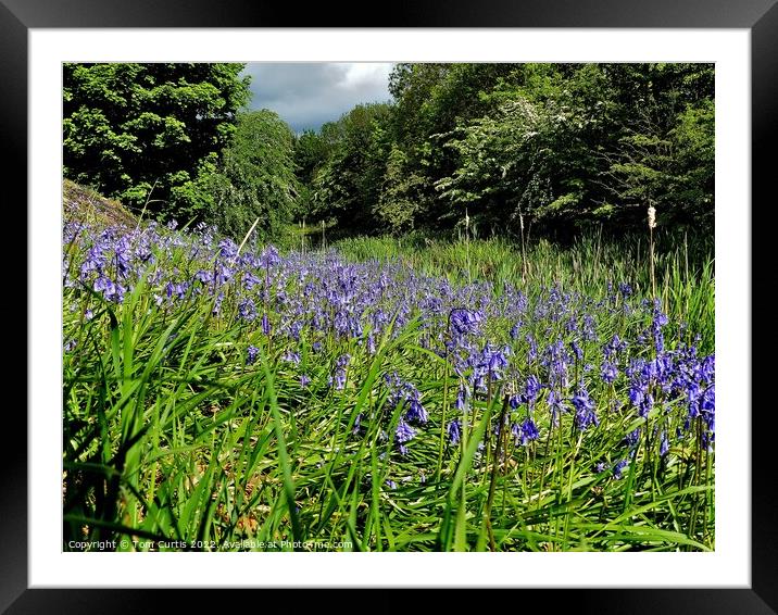 Bluebells beside the Canal Framed Mounted Print by Tom Curtis