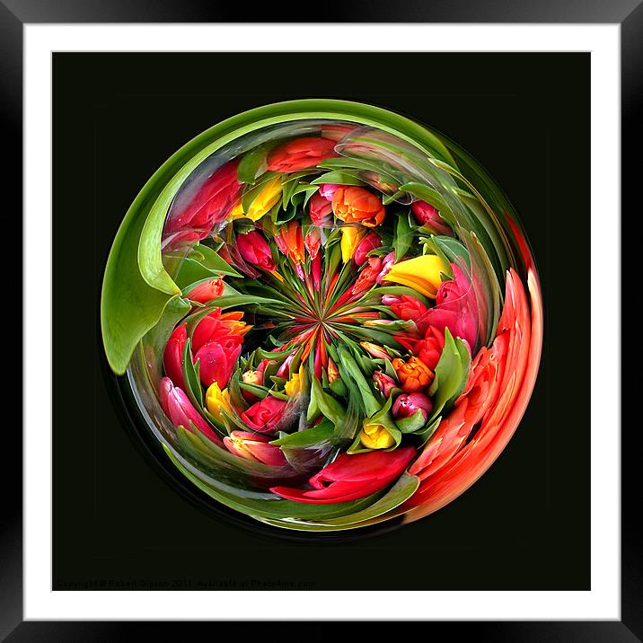 Spherical Glass Paperweight Tulips 4U Framed Mounted Print by Robert Gipson