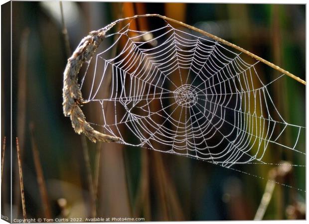 Spiders Web with Dew Canvas Print by Tom Curtis