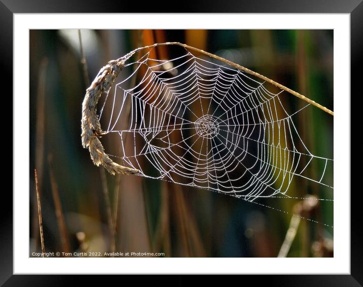 Spiders Web with Dew Framed Mounted Print by Tom Curtis
