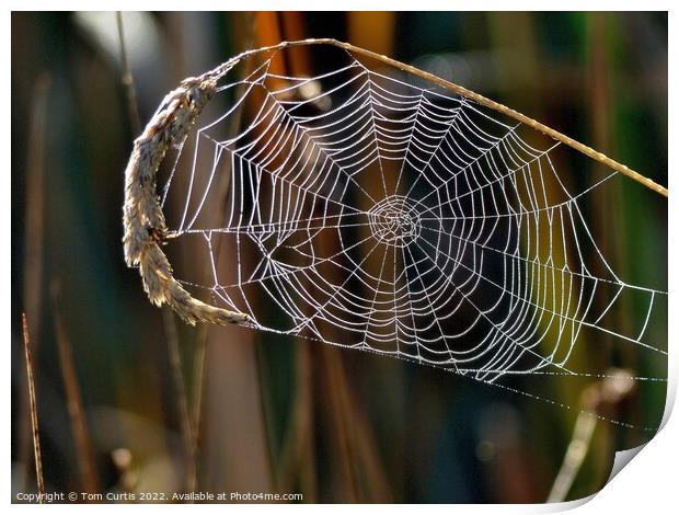 Spiders Web with Dew Print by Tom Curtis