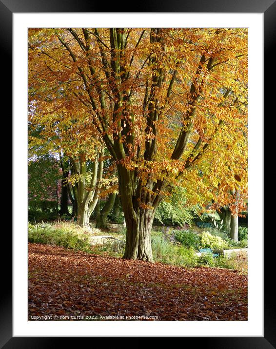 Tree in Autumn near Barnsley Framed Mounted Print by Tom Curtis
