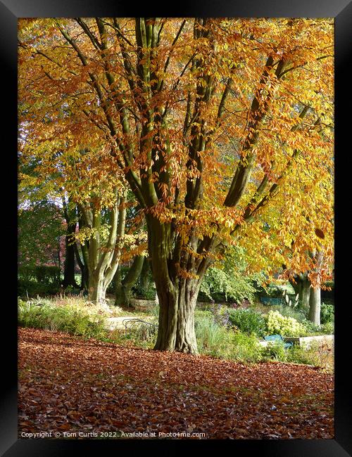 Tree in Autumn near Barnsley Framed Print by Tom Curtis