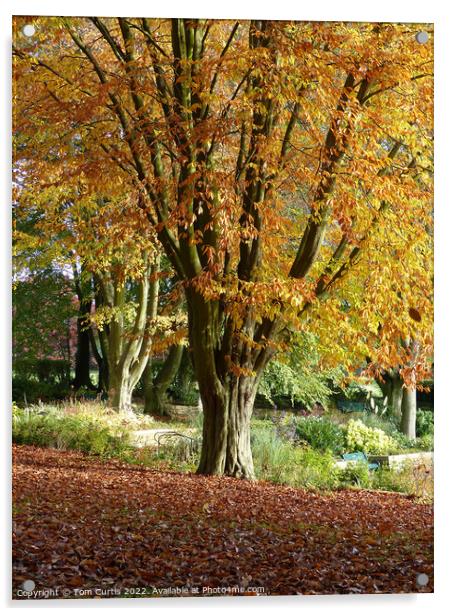 Tree in Autumn near Barnsley Acrylic by Tom Curtis