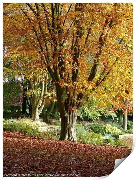 Tree in Autumn near Barnsley Print by Tom Curtis