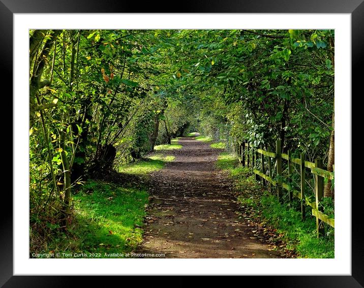 Woodland Path at Sprotbrough Framed Mounted Print by Tom Curtis