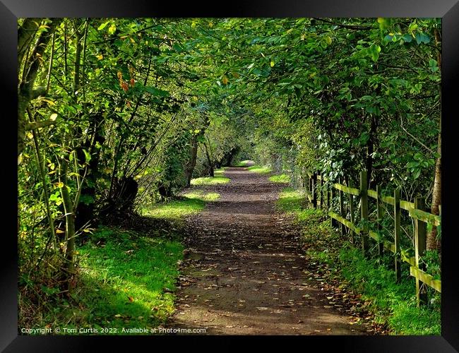 Woodland Path at Sprotbrough Framed Print by Tom Curtis