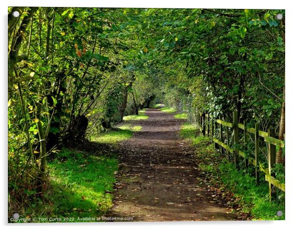 Woodland Path at Sprotbrough Acrylic by Tom Curtis