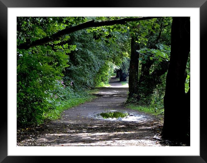 Woodland Walk in Summer Framed Mounted Print by Tom Curtis