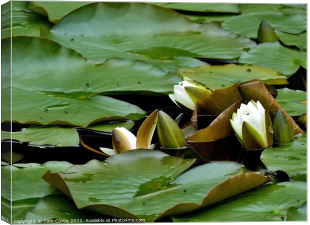 White Water Lilies Canvas Print by Tom Curtis