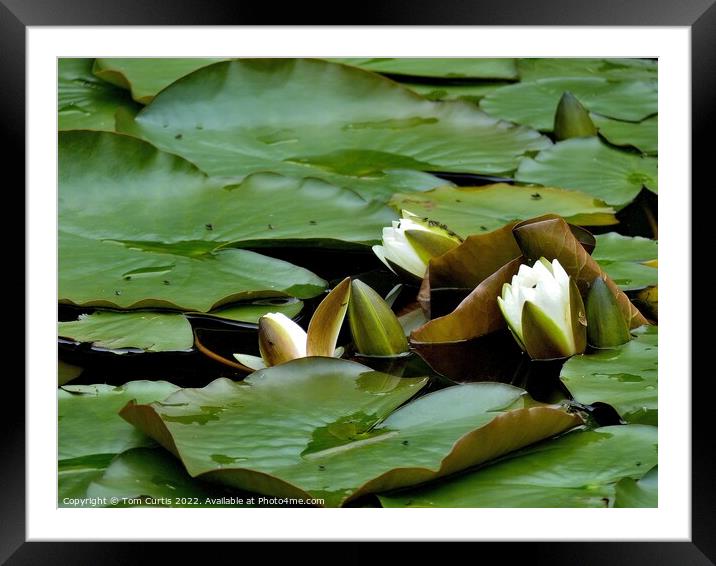 White Water Lilies Framed Mounted Print by Tom Curtis