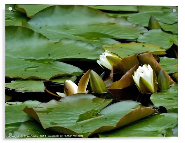 White Water Lilies Acrylic by Tom Curtis
