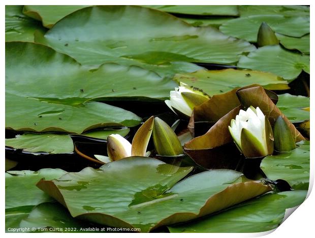 White Water Lilies Print by Tom Curtis