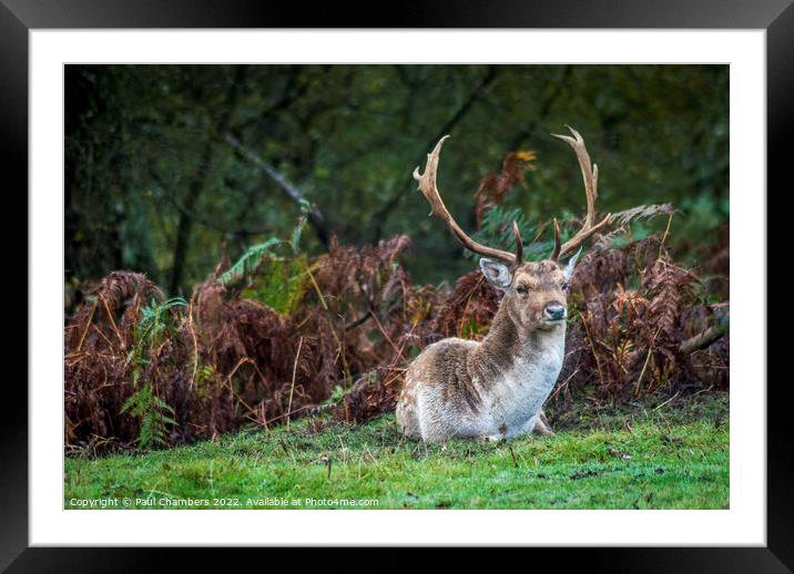 Majestic Brown Stag in the New Forest Framed Mounted Print by Paul Chambers